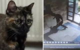 İşkence edilerek katledilmişti: Kedi Cezve’nin katilinin cezası belli oldu!