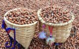 Nutella üreticisi fındık alımını durdurmuştu: Rekabet Kurumu’ndan açıklama