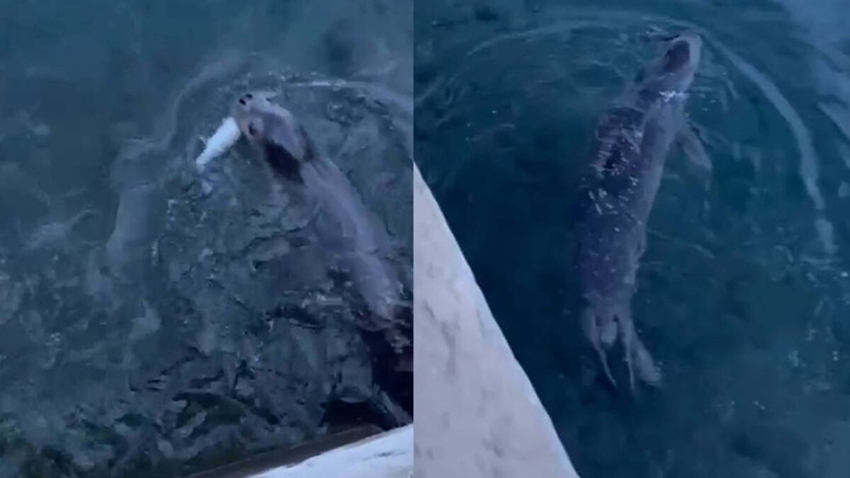 Bodrum’da rıhtımda fok görüntülendi Bodrum’da rıhtımda fok görüntülendi