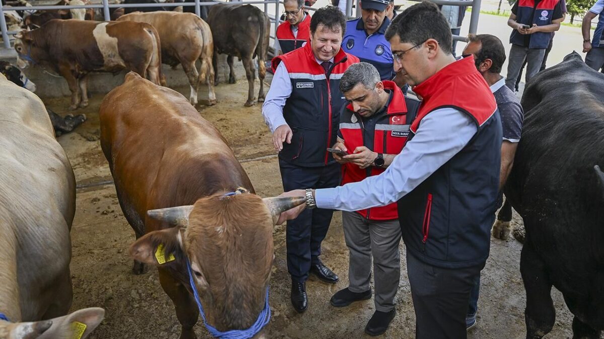 Kurban Bayramı öncesi 4 milyonu aşkın hayvan denetlendi Kurban Bayramı öncesi 4 milyonu aşkın hayvan denetlendi