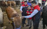 Kurban Bayramı öncesi 4 milyonu aşkın hayvan denetlendi Kurban Bayramı öncesi 4 milyonu aşkın hayvan denetlendi