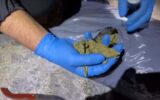 Uyuşturucu operasyonu: 10 şüpheli tutuklandı Uyuşturucu operasyonu: 10 şüpheli tutuklandı