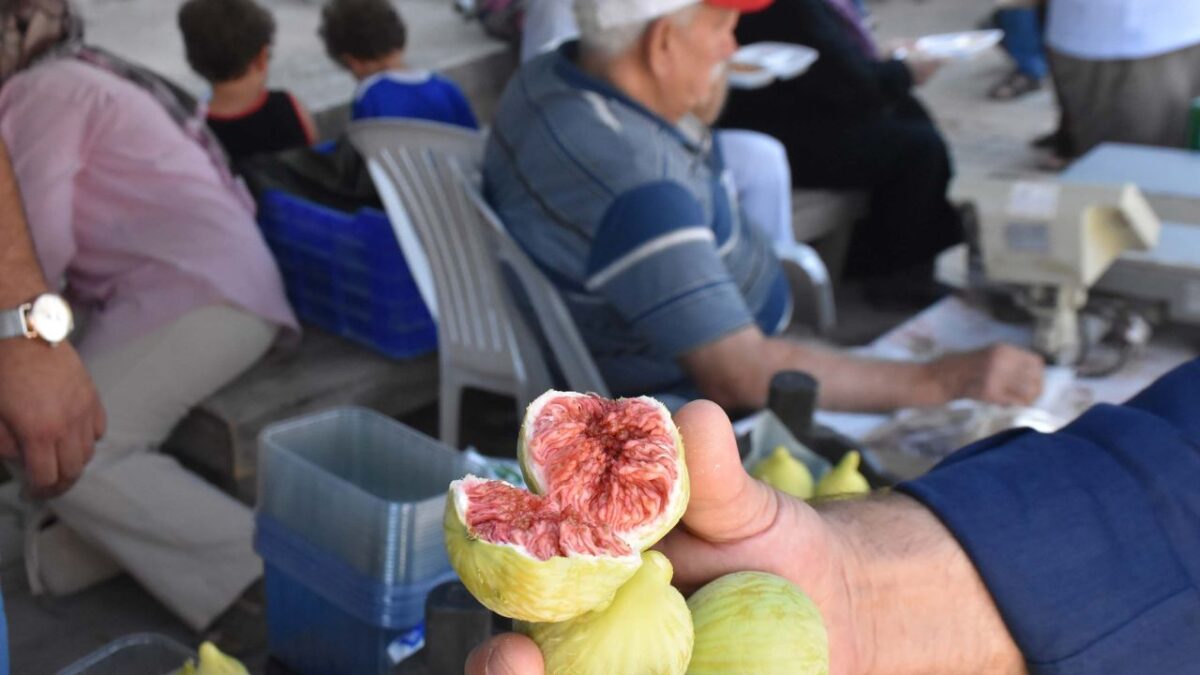 Bardacık incirinde rekolte yüz güldürdü! Bardacık incirinde rekolte yüz güldürdü!
