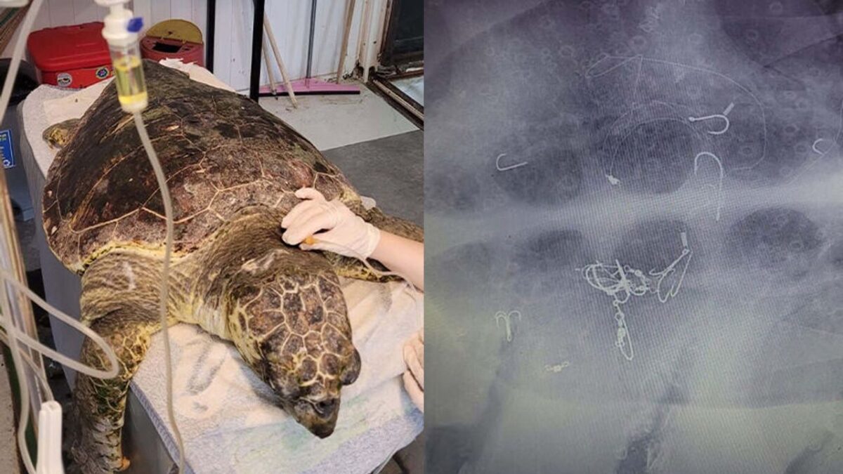 Kıyıya vuran caretta ‘Enver’ hayata tutundu