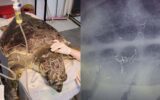 Kıyıya vuran caretta ‘Enver’ hayata tutundu