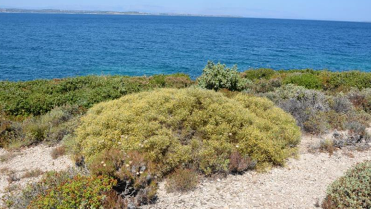 Çeşme’de denize sıfır özel plan askıda! Çeşme’de denize sıfır özel plan askıda!